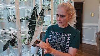 Alocasia In Pon. How To Plant With Pon. Alocasia Care For Beginners. Rare Variegated Alocasia Care.