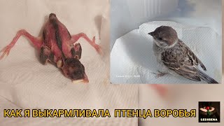 КАК Я ВЫКАРМЛИВАЛА ПТЕНЦА ВОРОБЬЯ