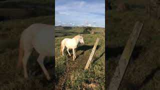 esse cavalo não pôde ver uma câmera #agricultura #soja #agronegócio #agronomia bora meu povo 🐎🤠