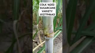 Colk 16202#sugarcanevariety#sugarcanecrop#sugarcane#trending#sugarcanefarming#trendingshorts#viral