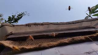 Honey Bees Flight activity in Air #apiculture #apismellifera #honeybee