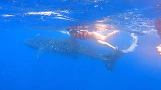 Swiming Whit Whale Sharks Isla Mujeres México