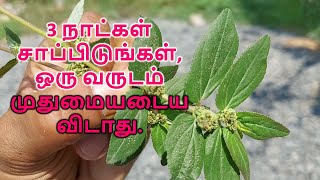 இந்த இலைகளை காலையில் வெறும் வயிற்றில் 3 நாட்கள் சாப்பிடுங்கள் ஒரு வருடம் வாழ்வீர்கள் Euphorbia hirta