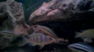 Malawi Tank - (Mobile Phone Video)