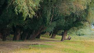 Осенний ветер, деревья релакс \ Autumn wind, trees relax