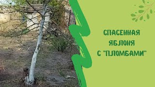 🌳👆Спасённая яблоня с "пломбами"