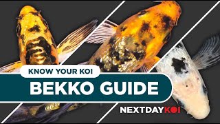 Bekko Koi Fish: Hi, Aka, Shiro Bekko | Know Your Koi Episode 3 | Next Day Koi