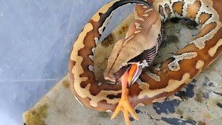 Rainbow Chicks meets Snake, Screams and it's a wrap||Live Feeding Documentary