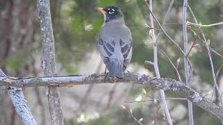 American Robin