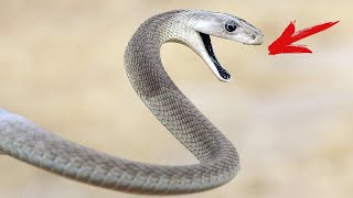 Le serpent le plus dangereux du monde : est-il possible de survivre à une morsure de mamba noir ?