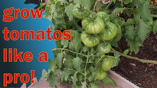 grow tomatos like a pro! The best trellis system for your tomatos!