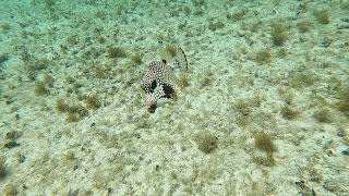 Playa LAS UVAS, Cozumel