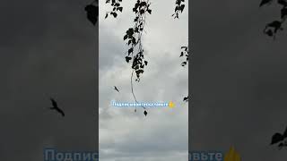 природа# парящий орёл🦅