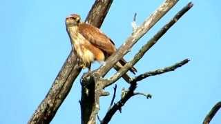 Birds of Morocco - Long-legged Buzzard سقاوة جراحة