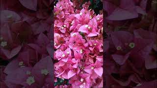 Seasonal Flowers from our garden 🏡#gardening #shortvideo #shortsviral #nature #shorts #short