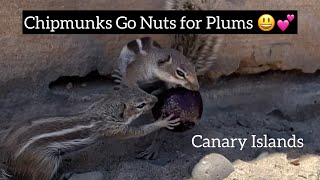 Adorable Chipmunks Meet a Plum: A Surprising Snack Adventure!😃💕🐿️ #funnyanimals #canaryislands