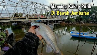 COBA-COBA MANCING KAKAP PUTIH DI BAWAH JEMBATAN || UMPAN UDANG HIDUP