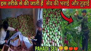 Iah tarike se ki jati Sev ki bharai aur tudai pahadi vlog @hemupahadi004