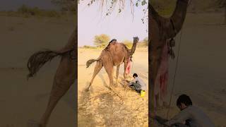 Desert camel's #camel #movement #adventure #nature #wildlife #comedy #fashion #entertainment #shorts