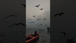 Ymuna Ghat🌅| Mini banaras in Delhi😍 | Don't miss this place | #delhicapitals | #delhi | #shorts  |