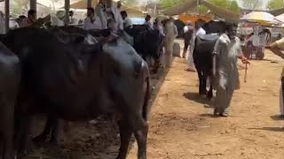 Dabwali pashu mandi buffalo vlog #viral #farming #youtubeshorts #ytshorts