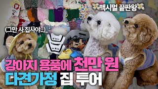 강아지 용품에 천만 원 넘게 썼다는 맥시멀리스트 등장 😱 |불법 번식장 구조견, 파양견(췌장관리식, 쿨링 모자, 산책교육 목줄)| 집사의 개꿀템EP09