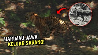 Benarkah "Harimau Jawa" Keluar Dari Persembunyiannya? Ini Faktanya