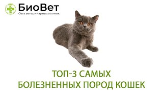 Топ-3 самых больных пород кошек