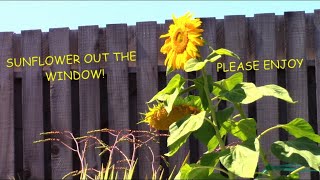 SUNFLOWER WINDOW