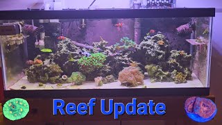 20 Gallon Long Budget Nano Reef Updat 6-5-23