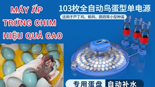 MÁY ẤP TRỨNG TỰ ĐỘNG THẾ HỆ MỚI ẤP TRỨNG CHIM, GÀ, VỊT CỰC KỲ HIỆU QUẢ... #0374961666 #lyhaichim