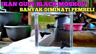 ikan gupy black moskov