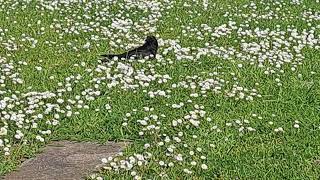 CROW ENJOING NATURE BEAUTY IN THE PARK