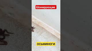 Что за Существо?! Спрятался!