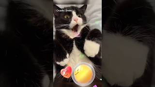 Fanny animals || Забавные животные 👀😂😺#shorts#animals