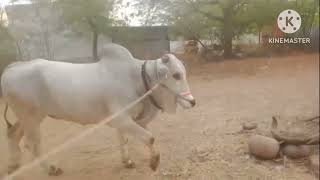 big size Ongole bull not for sale