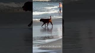 #dog #dogs #doglover #dogshorts #labrador #labradorretriever #chocolatelab #dogowner #beach