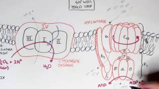 Biochemistry-Part II   Oxidative Phosphorylation, Electron Transport Chain