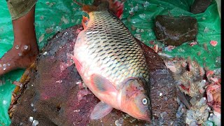 Big Gravid Fish Cutting At Fish Market, Cutting Carp Fish Into Pieces, Fish Cutting Bangladesh