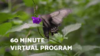 Virtual Visit to Cambridge Butterfly Conservatory - Promo Video