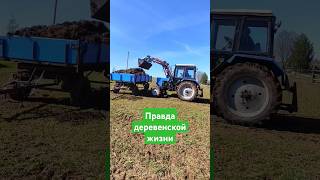 Правда деревенской жизни🚜 #сельскийобъектив #семейнаяферма #жизньвдеревне #навоз #мтз82