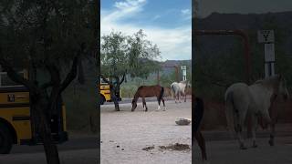 Wild Mustangs Freestyle #majestichorses #horsevideo #amazinghorse #wildlife #viral #horselife