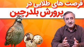 فرصت های طلایی پرورش بلدرچین