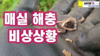 매실 해충 비상. 요맘때가 가장 중요합니다.