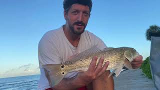 Catching a Red Fish + Spotting Tarpon, Bonnethead Shark and Manatee