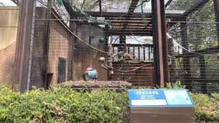 横浜野毛山動物園フサオマキザルの食事/Yokohama Nogeyama Zoo Feeding time