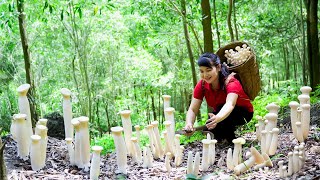 How to Harvest Mushroom, goes To Market Sell - Harvesting and Cooking |Tieu Vy Daily Life