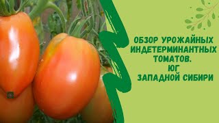 Обзор  урожайных индетерминантных томатов. Юг Западной Сибири