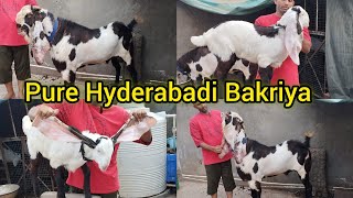 Best Hyderabadi Breeder In Hyderabad | Habib Omer Bhai Fir Naye Hyderabadi Bakro Ke Saat