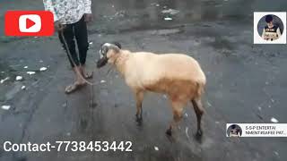 Adant Karnatak breed line Menda for Sale in Mumbai(Only for Rs-15000)